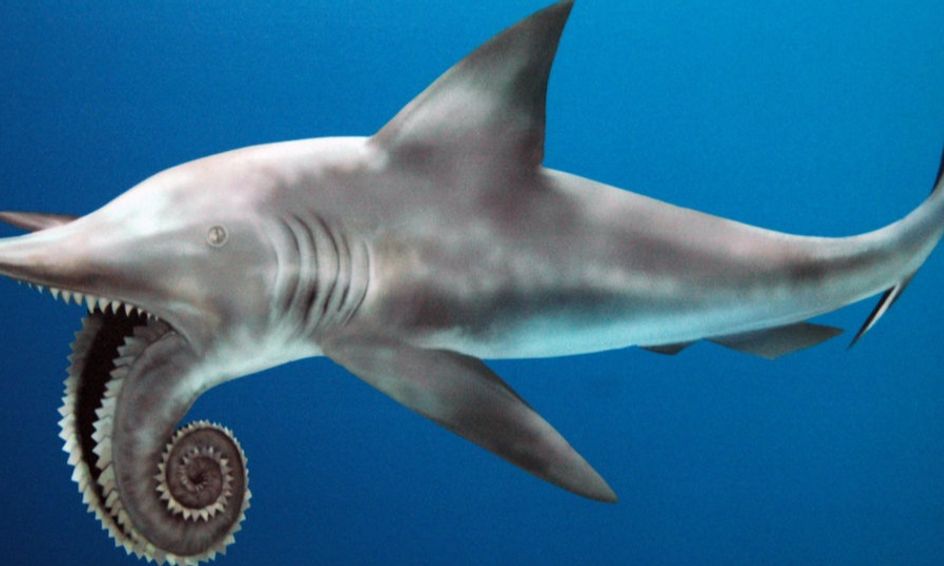The Helicoprion Prehistoric Shark. Extinct but Alive in Our Hearts
