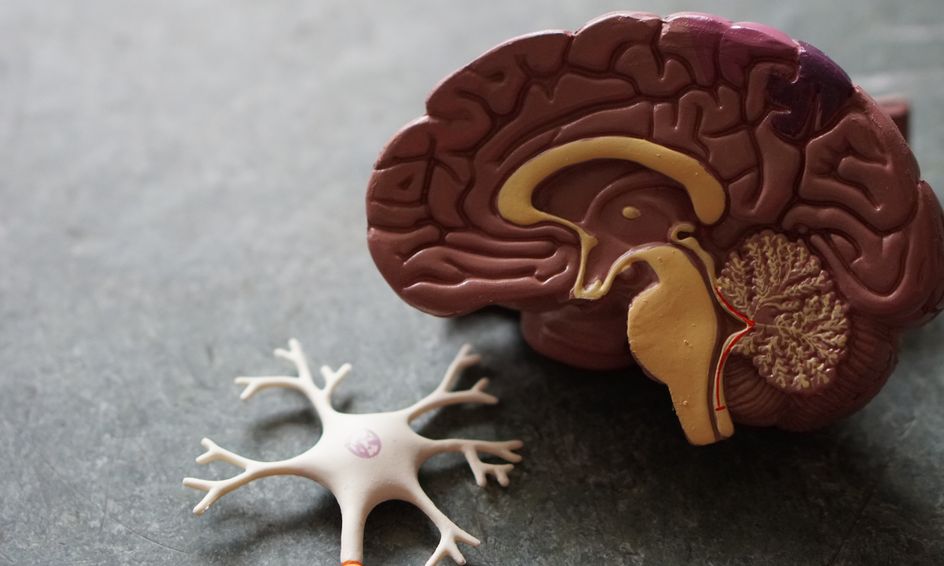 Neuroanatomy Part 2 Pre Req Intro Small Online Class For