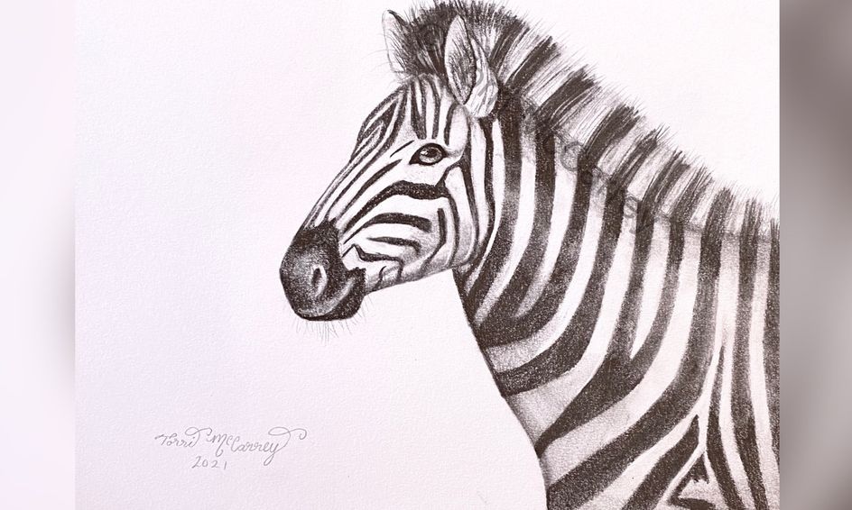 African Safari Animal Art: Zebra Sketch | Small Online Class for Ages ...