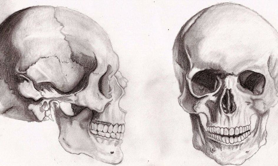 Bones, Bodies, & Disease | Small Online Class for Ages 11-16 | Outschool