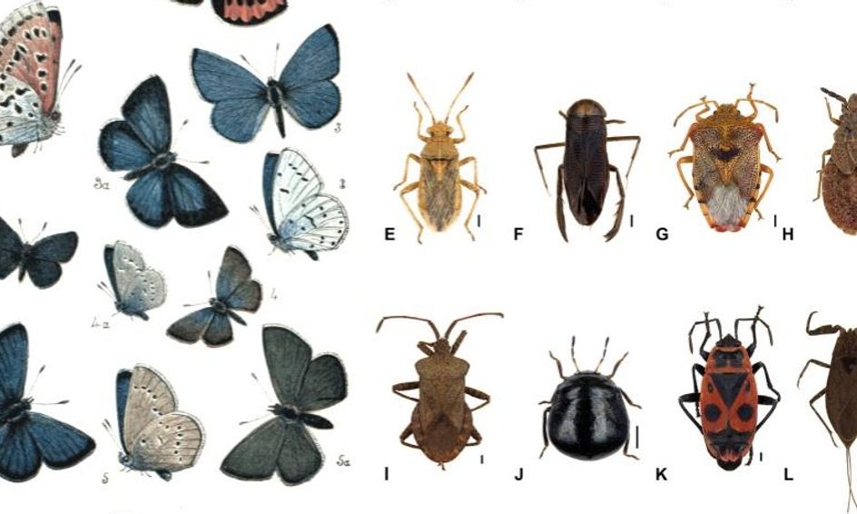 Where Do Bugs Go In The Winter Nonfiction Reading Comprehension