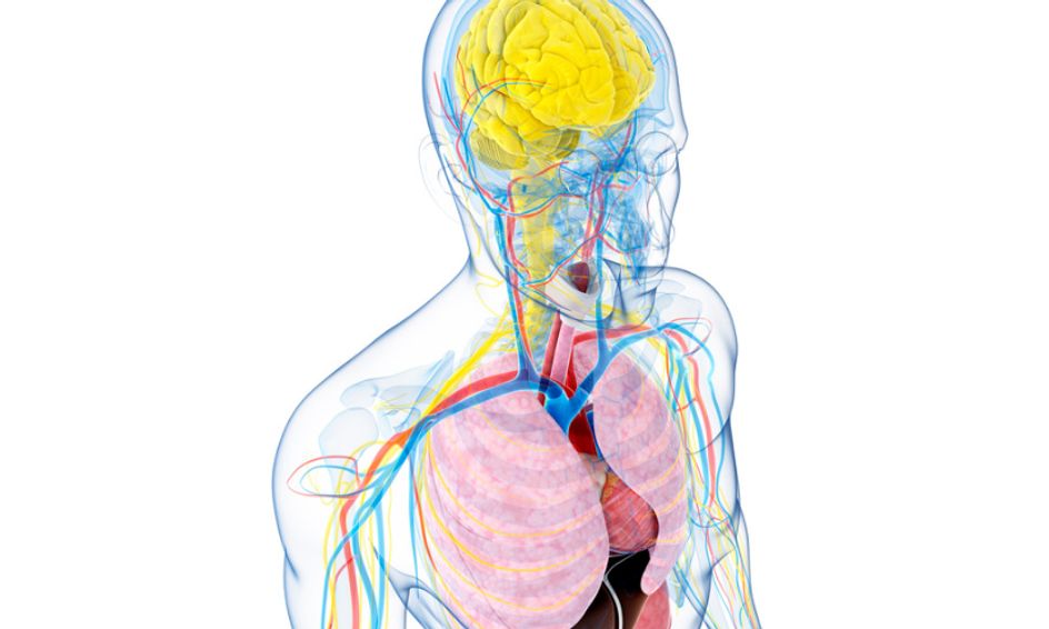 Anatomy and Physiology Part 1 | Small Online Class for Ages 10-13