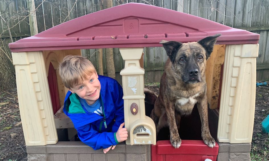 Good Dog Teach Your Dog Sit Down Come And Stay Small Online