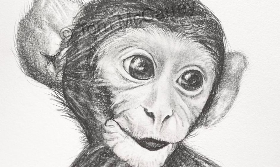 Animal Art: Baby Monkey Sketch | Small Online Class for Ages 10-15 ...