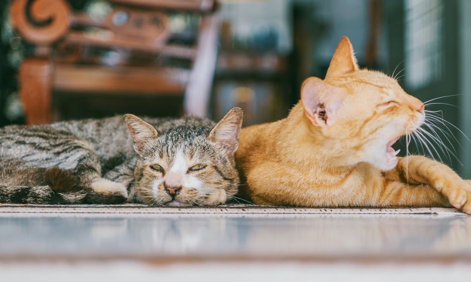 Cats Stories Trivia And Social Time Small Online Class For Ages 7 10 Outschool