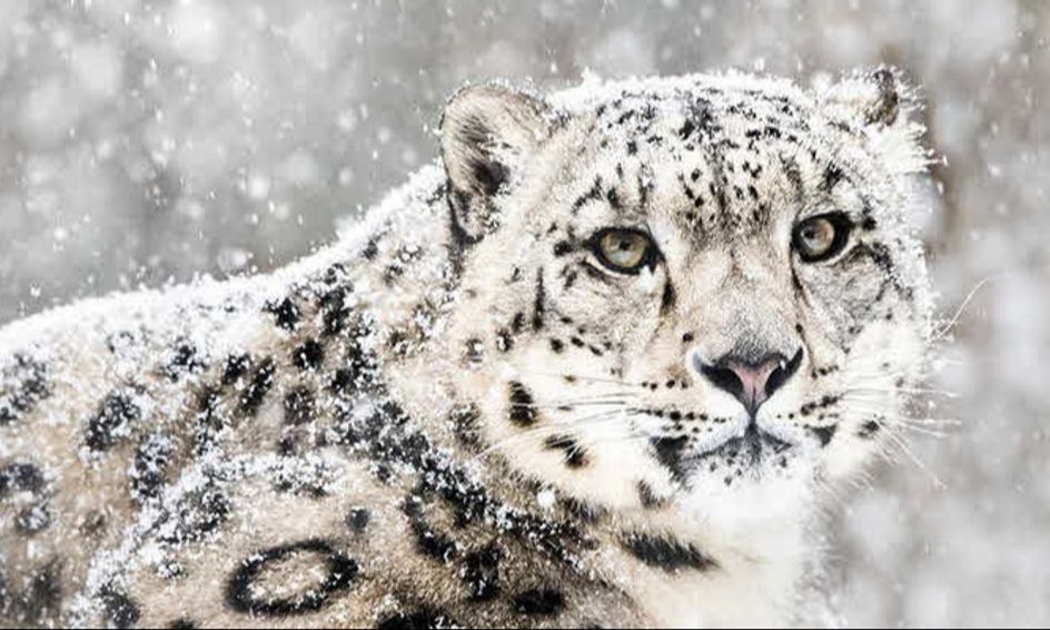 Amazing Facts About Snow Leopards | Small Online Class for Ages 6-10
