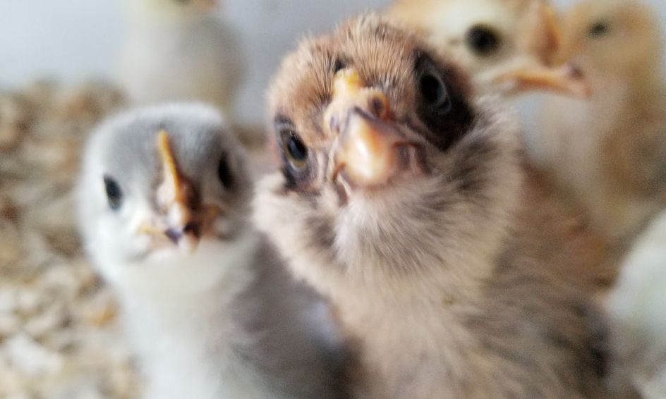Explore Chickens How To Care For Baby Chicks Small Online