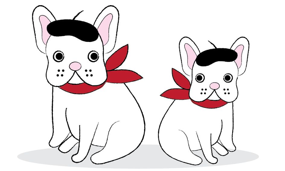 How To Draw A French Bulldog In A Beret And Scarf Ages 7 11