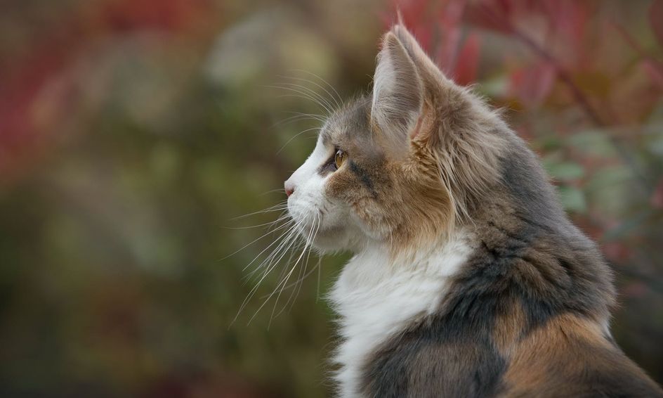 Writing With Warrior Cats Small Online Class For Ages 10 13