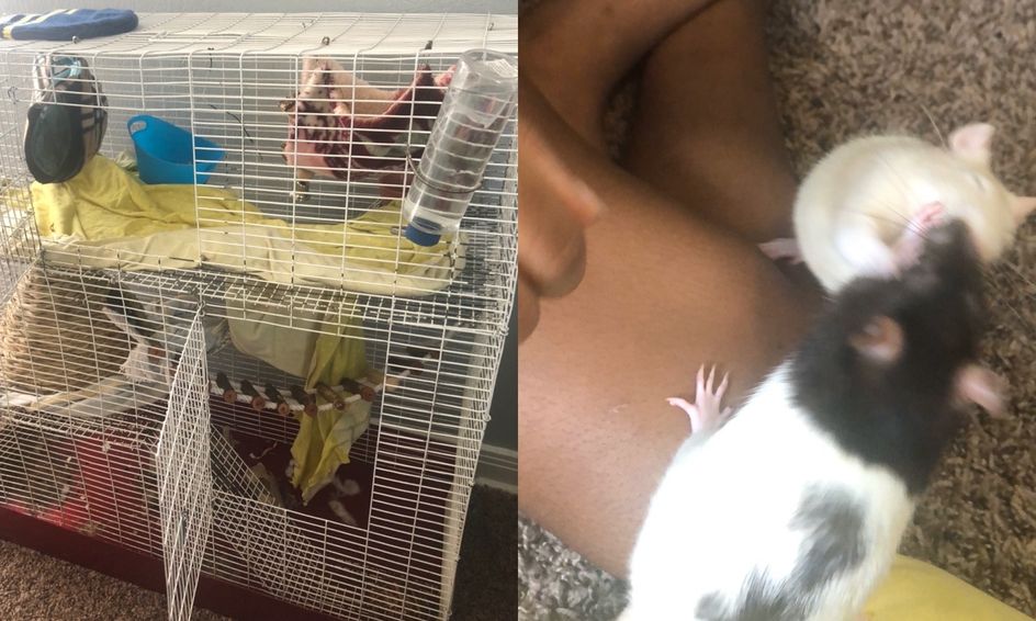 More On How To Take Care Of Pet Rats Small Online Class For Ages