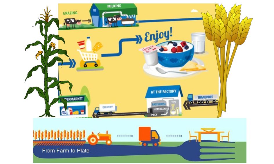 From farm to plate Where does our food come from? Small Online