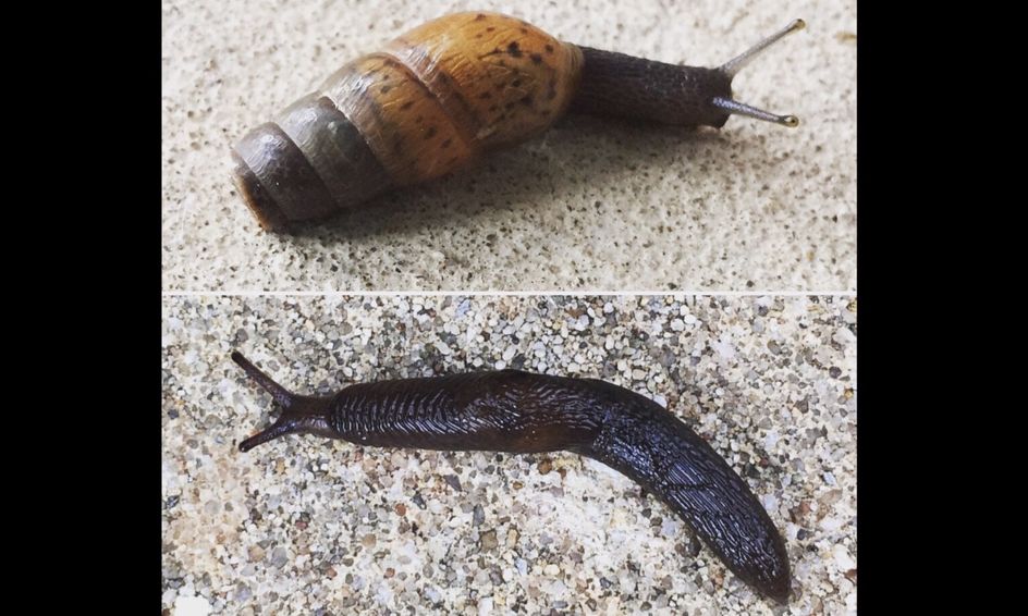 Snails and Slugs: What's the Difference? | Small Online Class for Ages ...