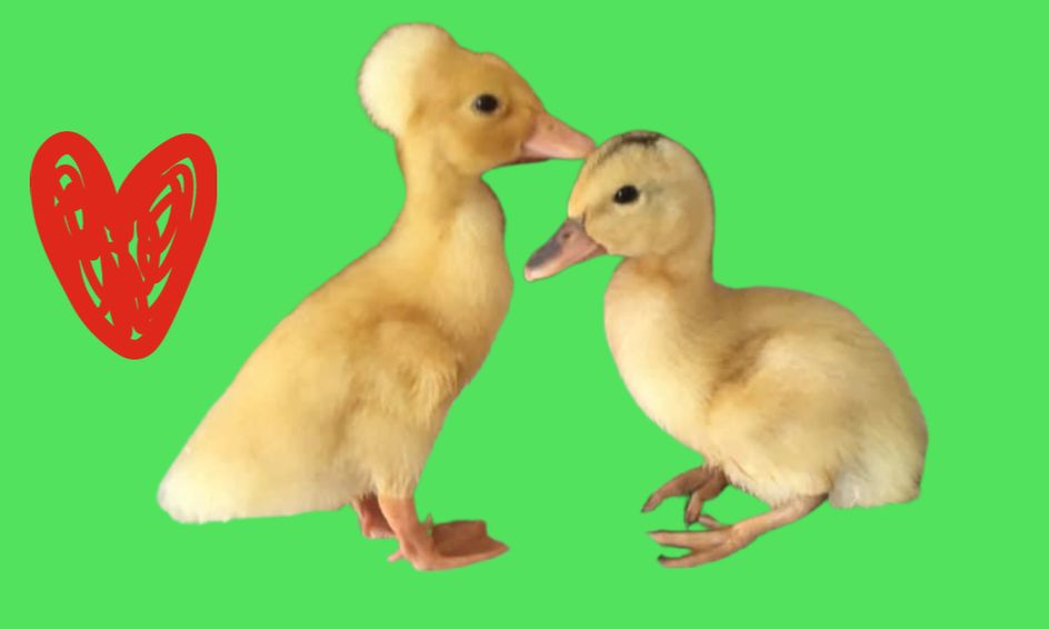 Raising Ducks In Your Backyard Small Online Class For Ages 8 12