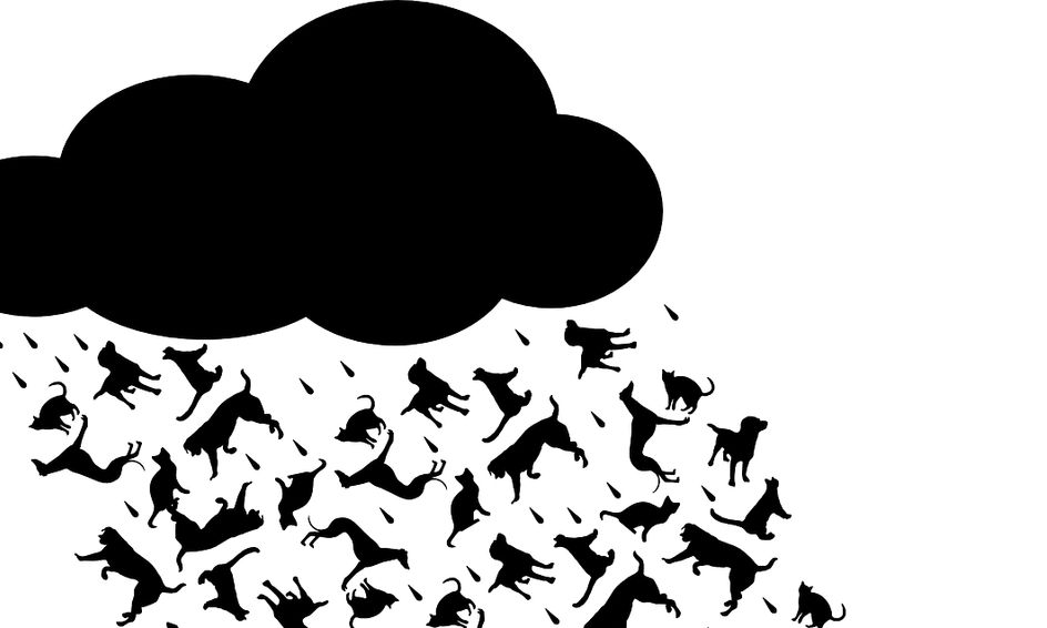 Playing With Words 3 It S Raining Cats Dogs And Idioms Small