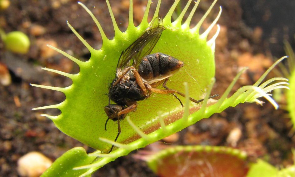 Plants That Eat Bugs Small Online Class for Ages 58 Outschool