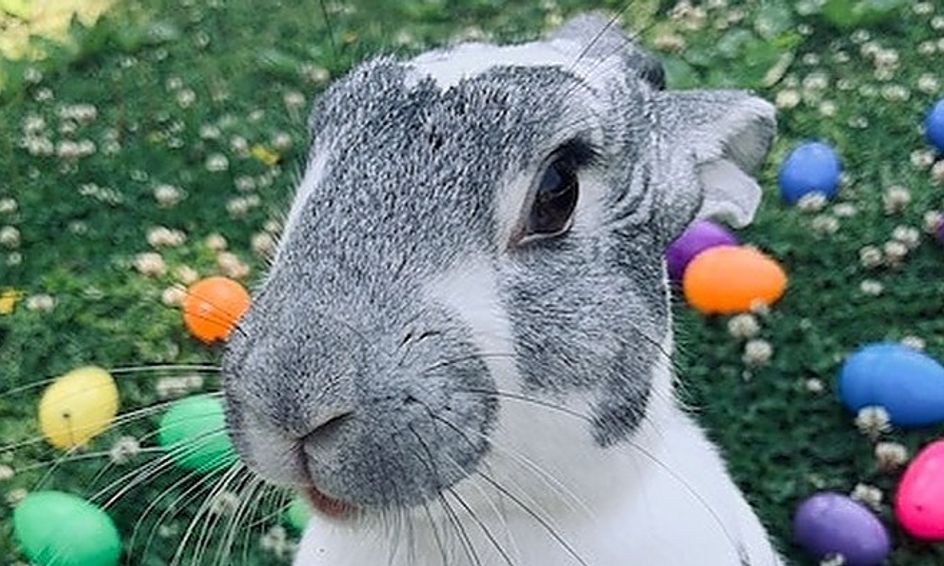 story and spring rabbit drawing tutorial with willow the rabbit small online class for ages 4 6