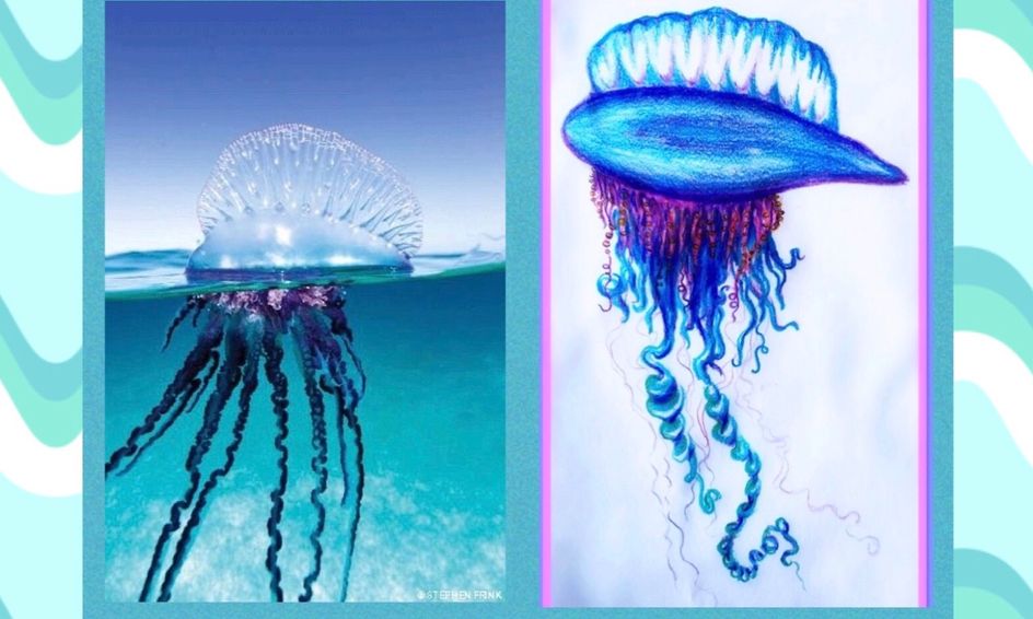 The Mysterious Portuguese Man O War Science And Directed Drawing Small Online Class For Ages 6 11 Outschool