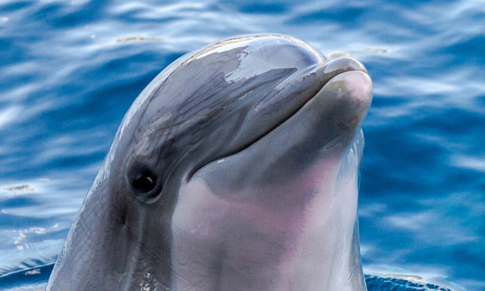 Animal Brain Series 6 9 Let S Learn About Dolphins Part 1 Small Online Class For Ages 6 9 Outschool Bottlenose dolphins ( tursiops truncatus ). animal brain series 6 9 let s learn about dolphins part 1 small online class for ages 6 9