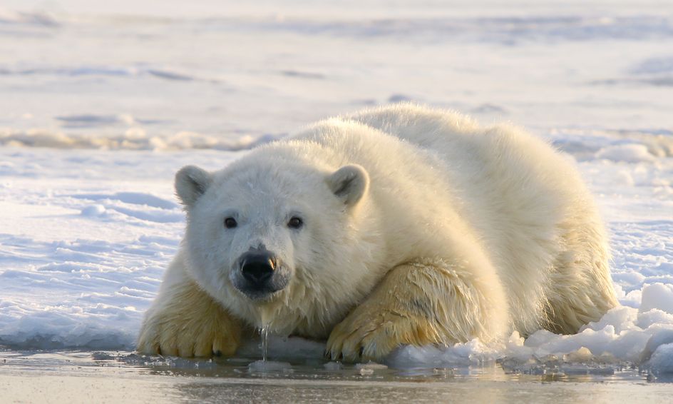 Become A Polar Bear Experience Blubber Small Online Class For Ages 6 11 Outschool