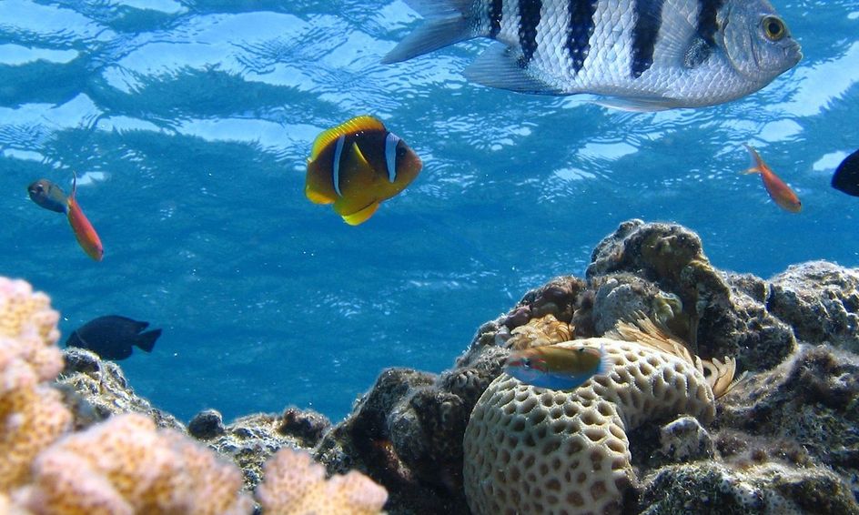 Introduction To Environmental Science Flex Small Online Class