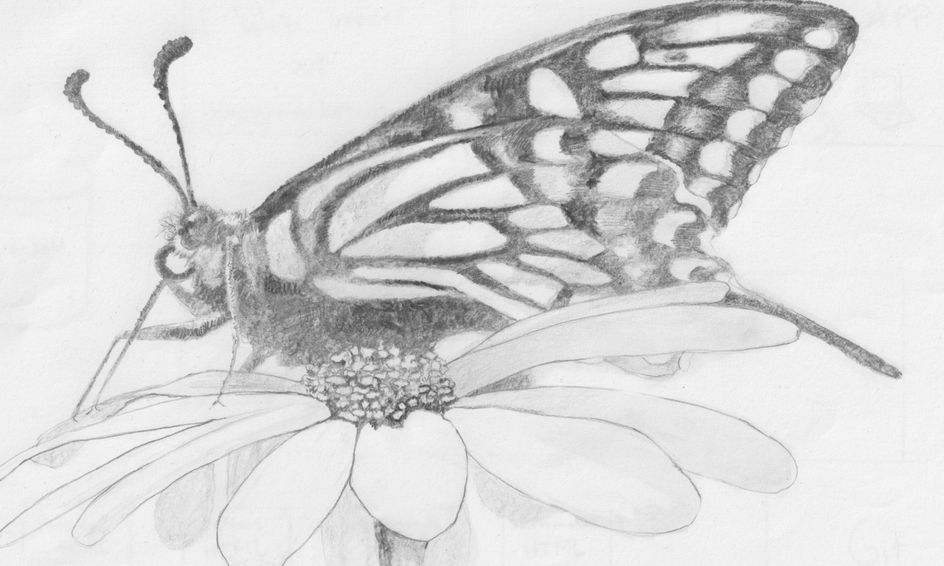 Draw Plants And Insects Drawing Club Small Online Class For