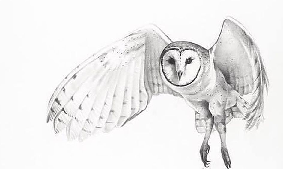 Pencil Drawing Techniques Barn Owl Small Online Class For Ages 9 13 Outschool What's inside this guide on pencil drawing techniques? pencil drawing techniques barn owl small online class for ages 9 13
