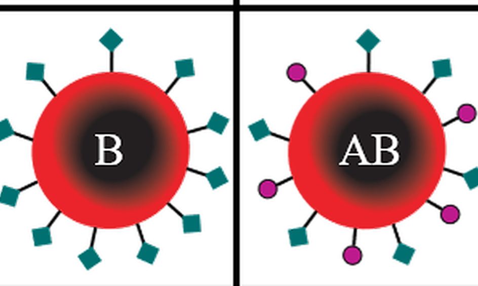 Wallpaper Blood Types Explained Small Online Class For Ages 8 12 Outschool Desktop Wallpaper