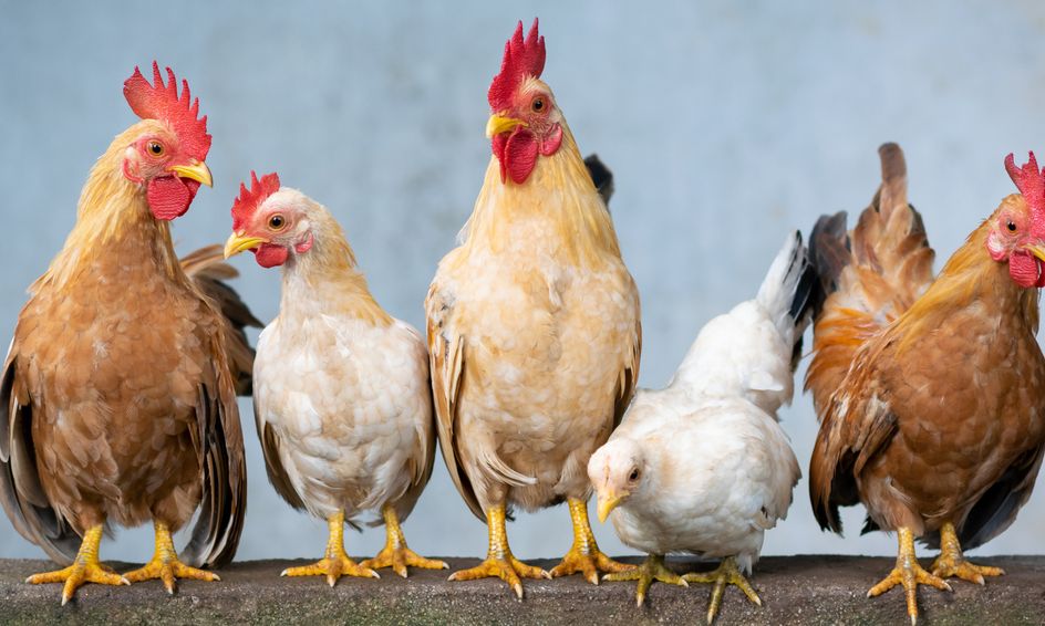 Cluck Cluck Backyard Chickens For Eggs Small Online Class For