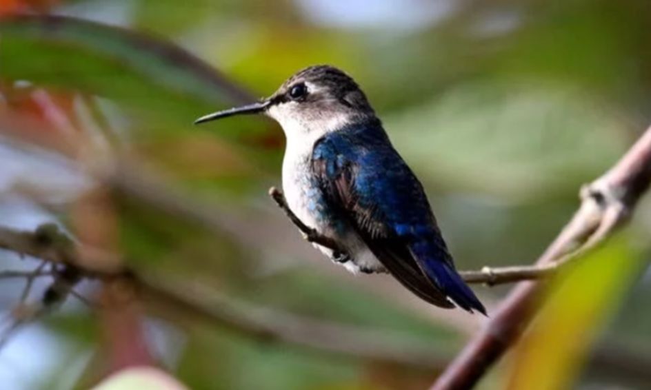 How To Make A Re Purposed Milk Jug Bird Feeder Small Online