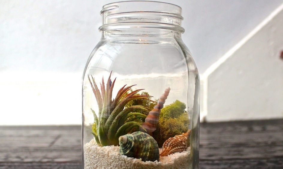 let s garden make some terrariums and study biomes while we are at it 10 14 small online class for ages 10 14