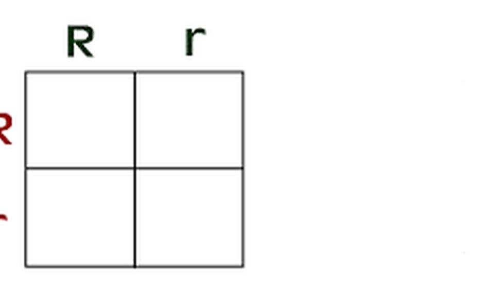 Genetics Intro With Human Stats Lab Small Online Class For Ages