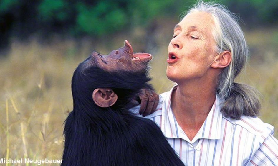 Oh Jane All About Dr Jane Goodall Small Online Class For Ages