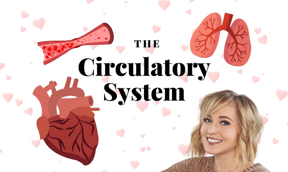 I Love You With All Of My Heart Valentine S Day Themed Circulatory System Class Small Online Class For Ages 7 10 Outschool