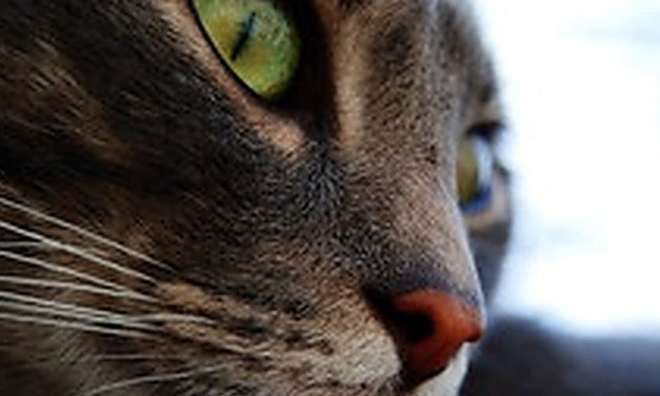 Warrior Cats Into The Wild Book Study Small Online Class For Ages 8 13 Outschool