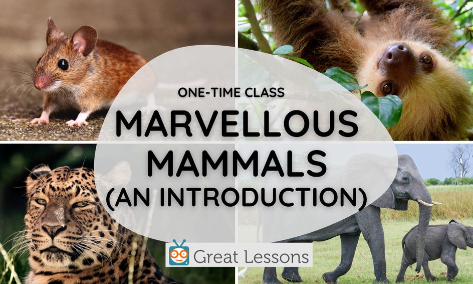 Marvellous Mammals | What Makes a Mammal a Mammal? Animal