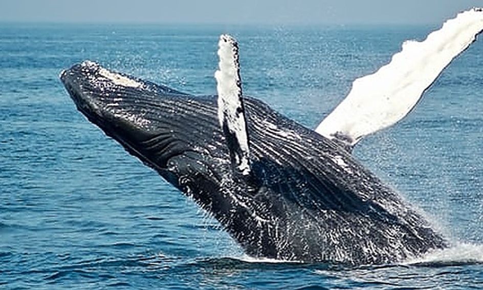 Science Experiment: How Does Blubber Keep Whales and Seals Warm