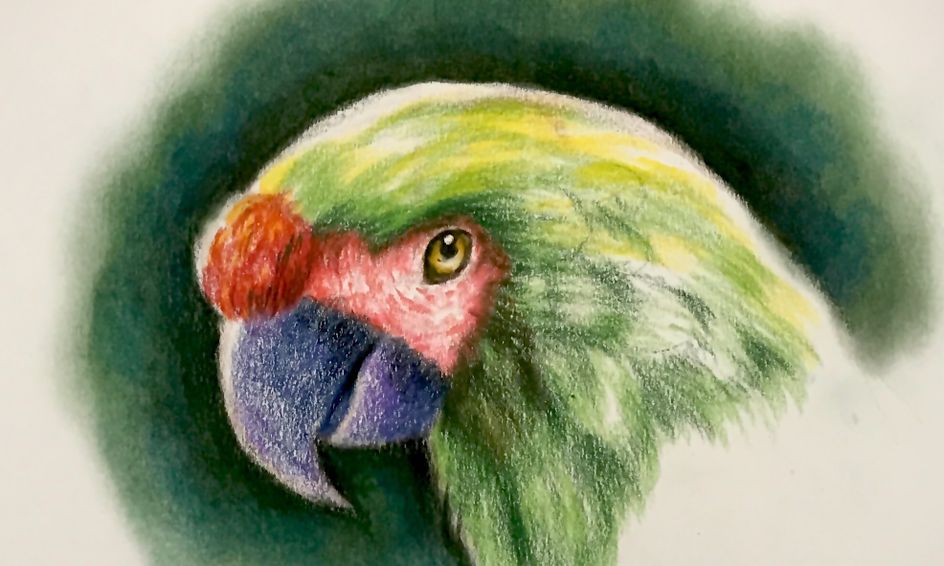 How To Draw A Parakeet Drawing Learn How To Draw A Bird Portrait Parrot Great Green Macaw Small Online Class For Ages 10 15 Outschool drawing learn how to draw a bird portrait parrot great green macaw small online class for ages 10 15