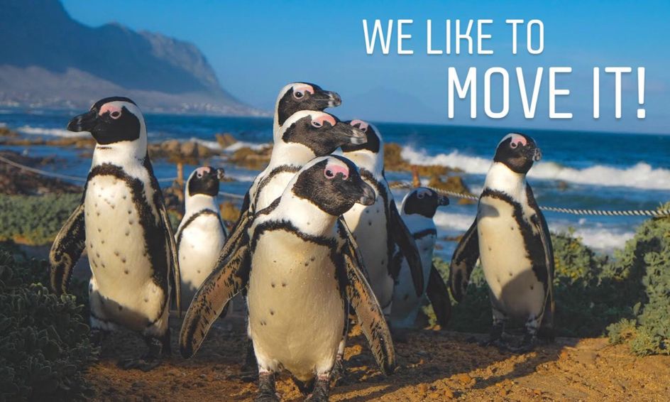 Ocean Movement Class Waddle Like A Penguin And Surf Like A Seal