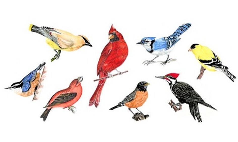 Colored Pencil Sketching Realistic Winter Birds Cardinal Blue Jay Woodpecker Small Online Class For Ages 8 13 Outschool