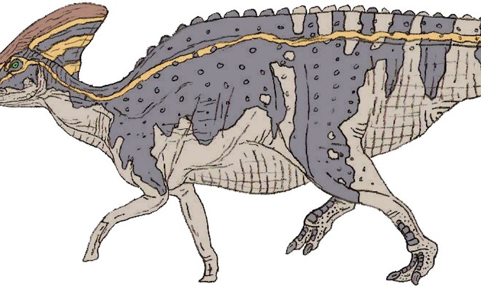 dinosaurs 101 national geographic