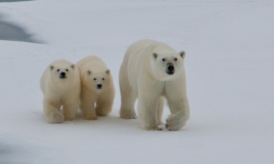 Fur, Blubber, Tusks Oh My! Arctic Animals, Adaptations