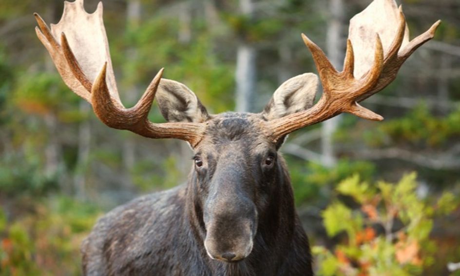 Introduction to Moose Small Online Class for Ages 6 10 Outschool
