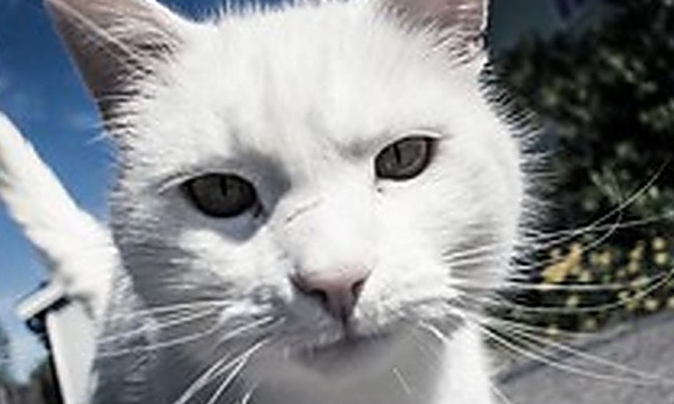 Warrior Cats Creations Flex Small Online Class For Ages 8 13