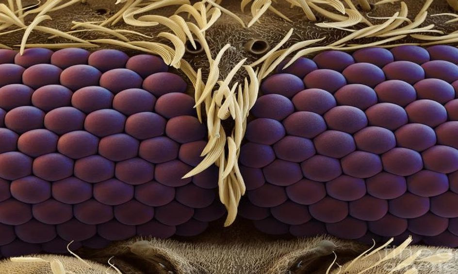 Under The Microscope Game Can You Guess These Images Small Online Class For Ages 7 11 Outschool