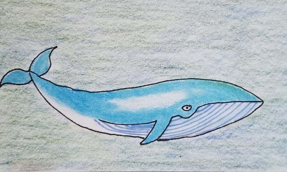 Let's Draw - Directed Drawing - Ocean Animals - Blue Whale | Small ...