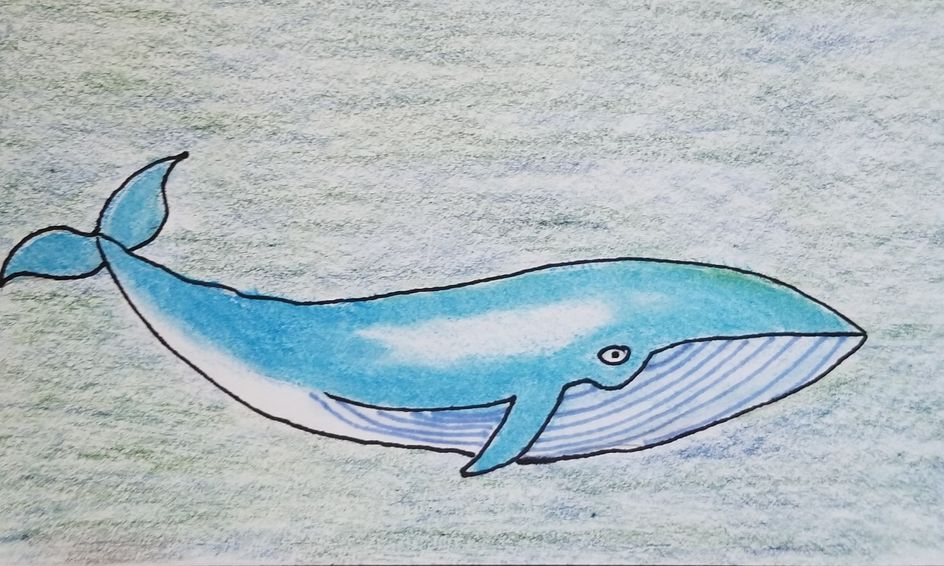 Let S Draw Directed Drawing Ocean Animals Blue Whale Small Online Class For Ages 4 7 Outschool