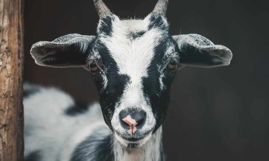 Careers In Animal Science Who Needs A Degree What Job Can I Have