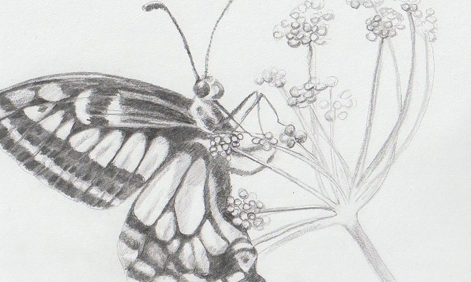 Draw Realistic Swallowtail Butterflies And Caterpillars Small Online Class For Ages 11 16 Outschool,Veronica Riverdale Drawings Cheryl