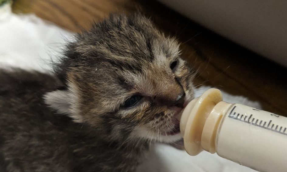 Newborn Kitten Care Intermediate Small Online Class For Ages 7 9