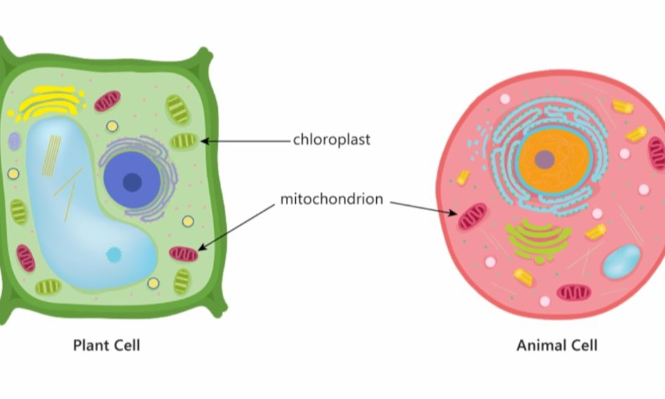 Animal Cell Vs Plant Cell The Showdown Flex Class Small Online Class For Ages 9 12 Outschool